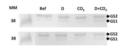 Western blot using anti GLN1 GLN2 antibodies